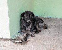 Selo Empresa Amiga dos Animais é apresentado na Câmara